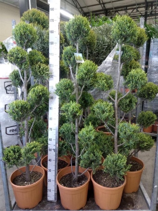 <h4>xCupressocyparis ley.   ...</h4>