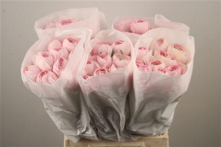 <h4>Ran Su Lady</h4>