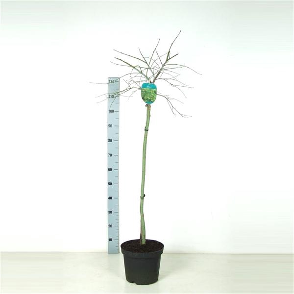 <h4>Acer palmatum 'Dissectum' Stam P26 Full CC</h4>