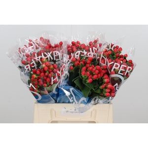 Hyp Coco Rio Rood