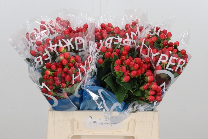 <h4>Hyp Coco Rio Rood</h4>