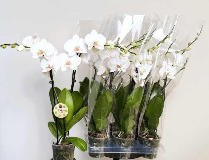 <h4>PHAL OV WIT</h4>