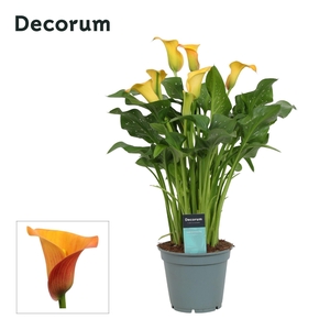 Zantedeschia (Calla) Oranje (Decorum)