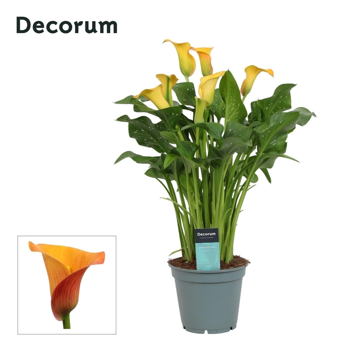 <h4>Zantedeschia (Calla) Oranje (Decorum)</h4>