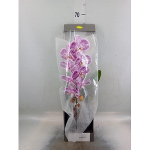 Phalaenopsis   ...lilac