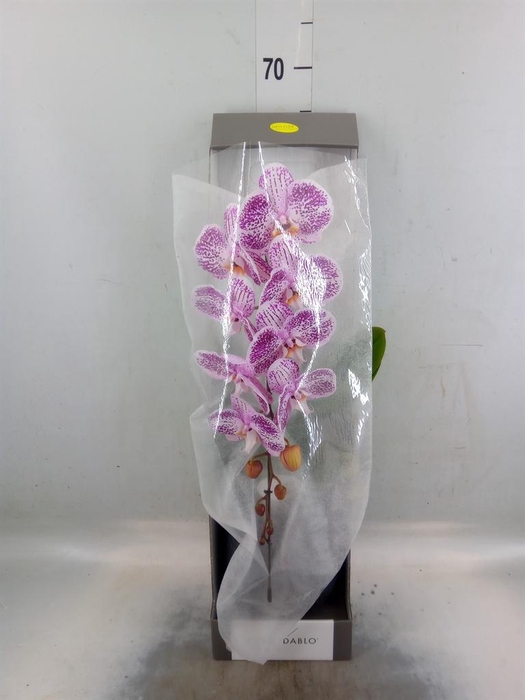 <h4>Phalaenopsis   ...lilac</h4>
