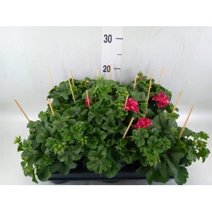 Pelargonium pelt.   ...