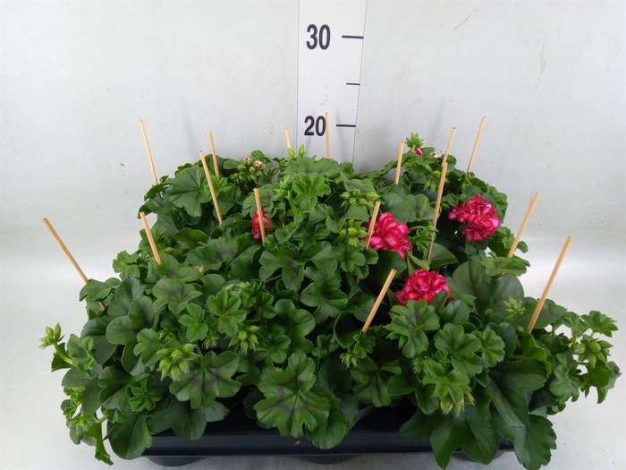 <h4>Pelargonium pelt.   ...</h4>