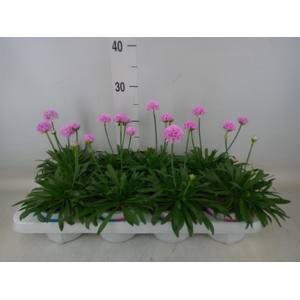 Armeria pseud. 'Dreameria Sweet Dr'