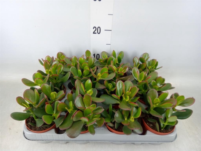 <h4>Crassula ovata 'Sunset'</h4>