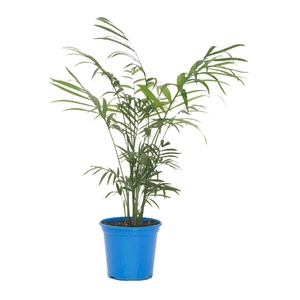 CHAMAEDOREA ELEGANS P11