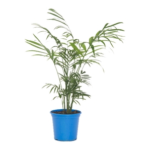 CHAMAEDOREA ELEGANS P11