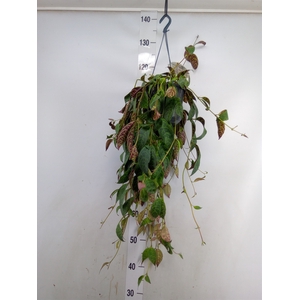 Aeschynanthus marmoratus