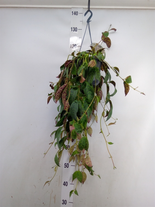 <h4>Aeschynanthus marmoratus</h4>