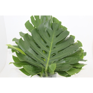 FOLHAGEM MONSTERA DELICIOSA 060 CM