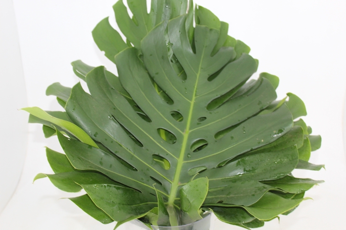 <h4>FOLHAGEM MONSTERA DELICIOSA 060 CM</h4>