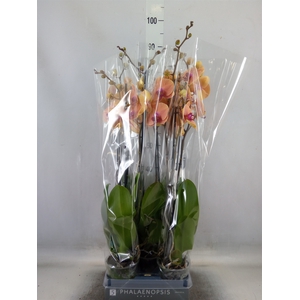 Phalaenopsis  'Caribbean Dream'