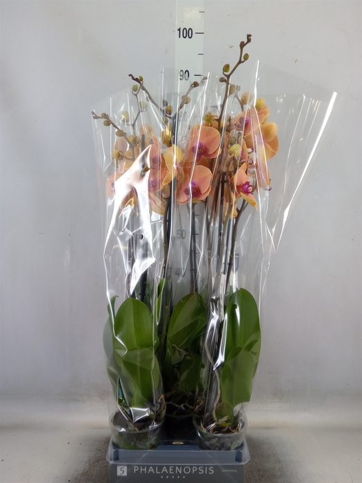 <h4>Phalaenopsis  'Caribbean Dream'</h4>