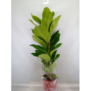Ficus altissima