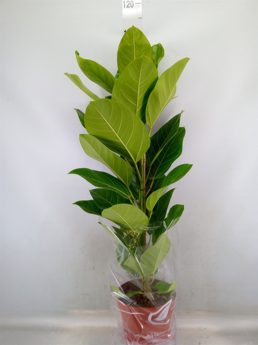 <h4>Ficus altissima</h4>