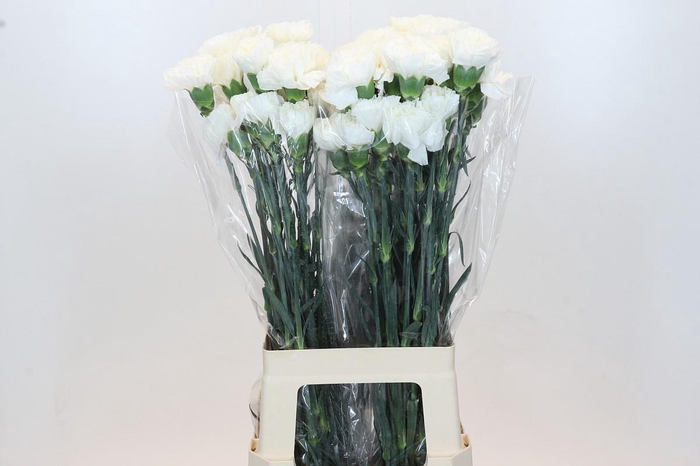 <h4>Dianthus St Moonlight</h4>