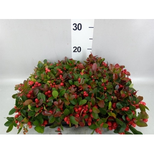 Gaultheria proc.