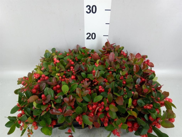 Gaultheria proc.