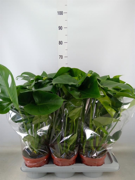 <h4>Monstera delic.</h4>