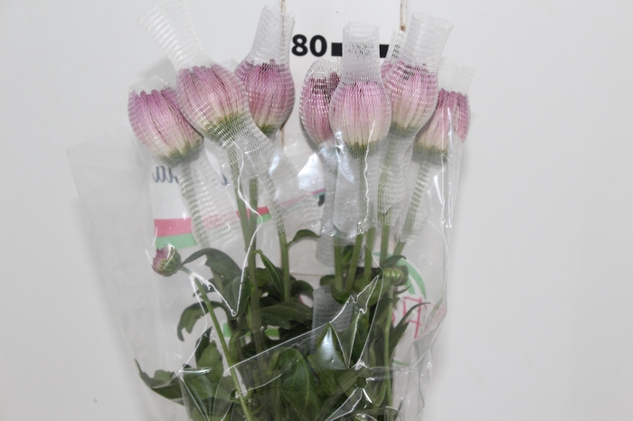 <h4>ANASTASIA COUTURE 080 CM</h4>