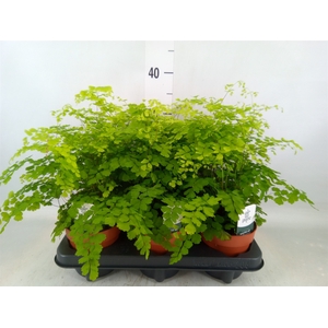 Adiantum raddi. 'Fragrans'