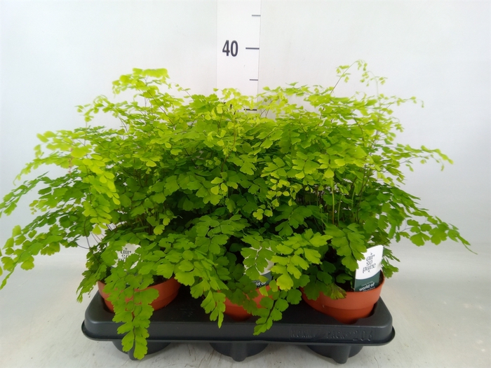 <h4>Adiantum raddi. 'Fragrans'</h4>