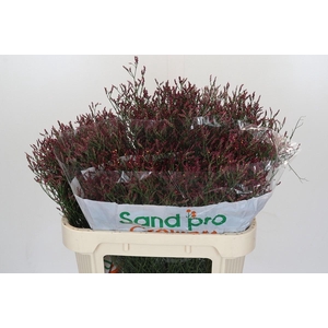 Limonium sinensis Scarlet Diamond