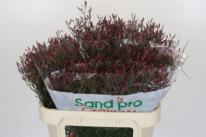 <h4>Limonium sinensis Scarlet Diamond</h4>