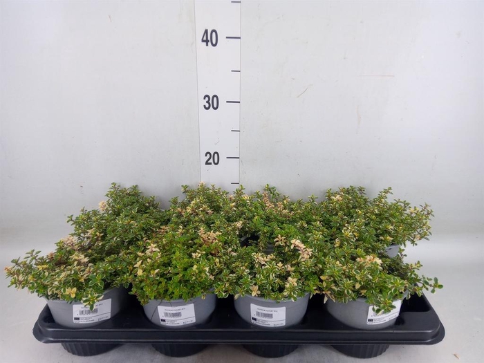 <h4>Thymus vulgaris</h4>