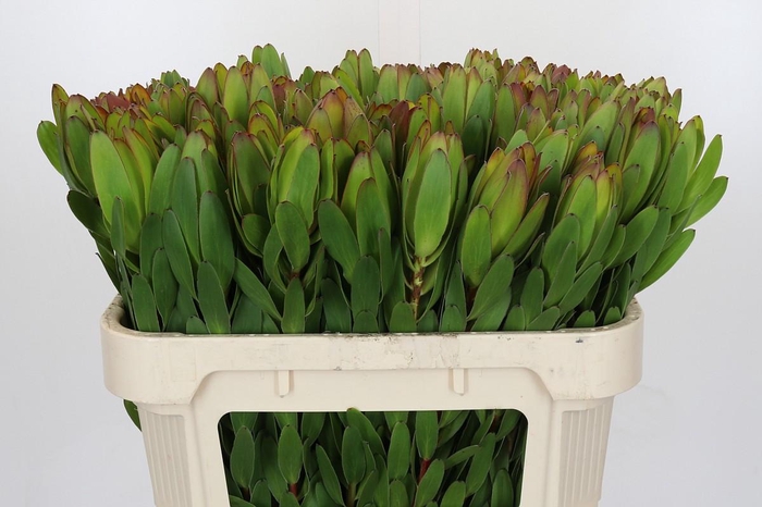 <h4>Leucadendron Goldstrike</h4>