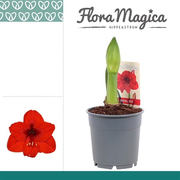 <h4>Amaryllis Royal Red 1 Knop</h4>