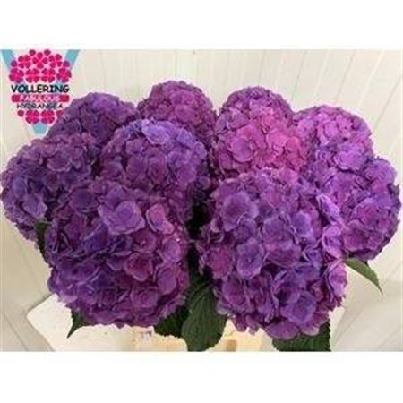 <h4>Hydr M Royal Anastasia Lila</h4>