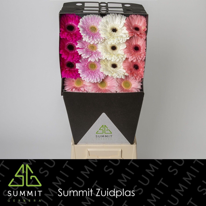<h4>Gerbera Mix 4 kleuren Diamond</h4>
