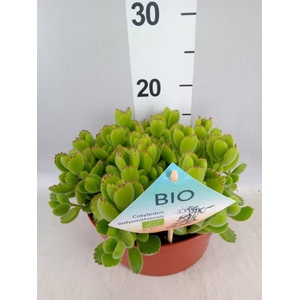 Cotyledon tome. ladys.