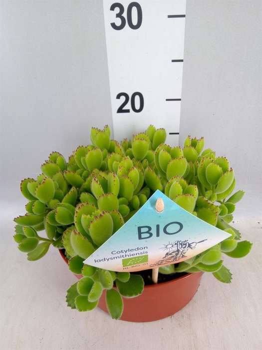 <h4>Cotyledon tome. ladys.</h4>
