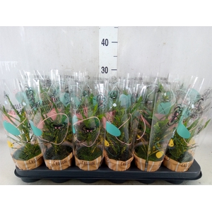 Codiaeum var. KL 'Pictum'