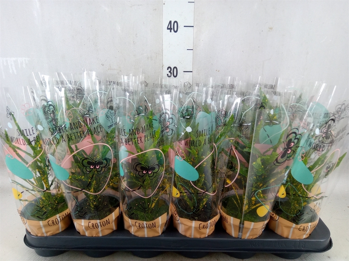 <h4>Codiaeum var. KL 'Pictum'</h4>