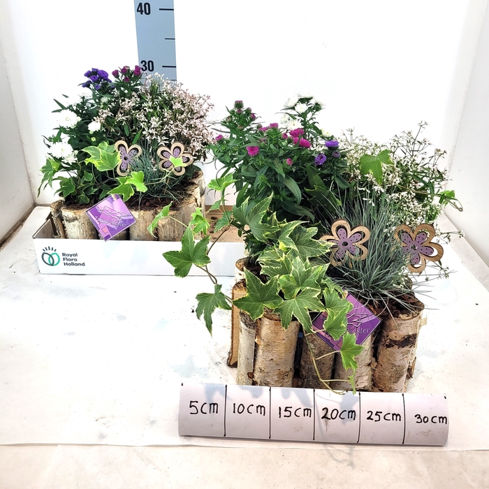 <h4>ARR TUINPLANTEN</h4>
