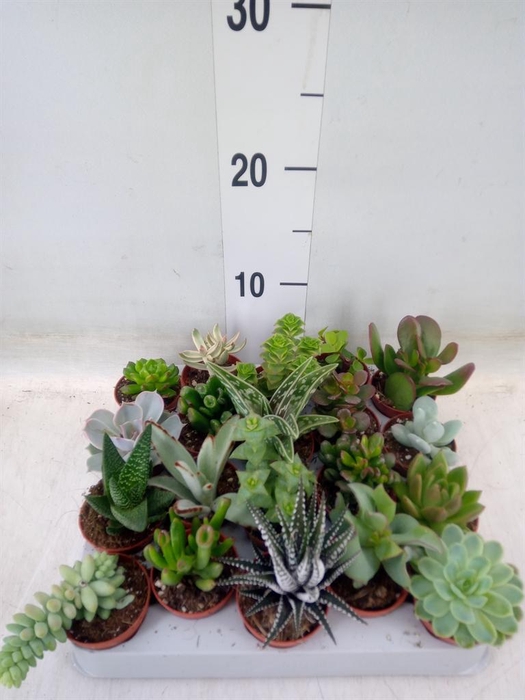 <h4>Succulents   ...</h4>