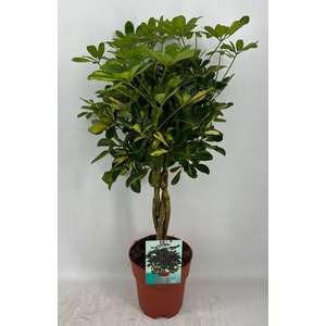 Schefflera Gold Capella