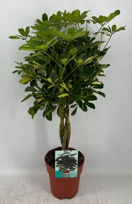 Schefflera Gold Capella