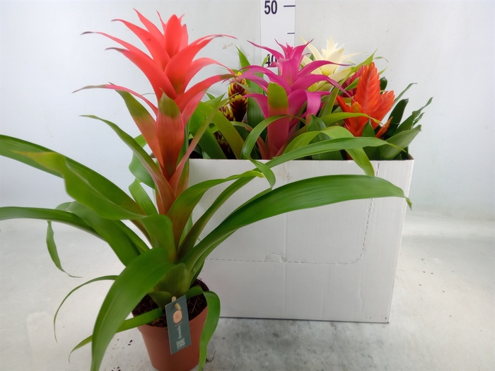 <h4>Bromelia   ...mix</h4>