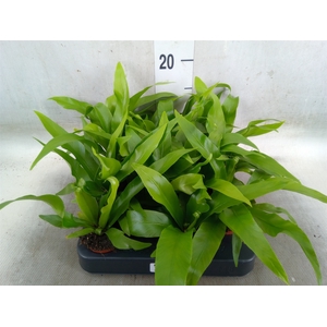 Asplenium antiquum