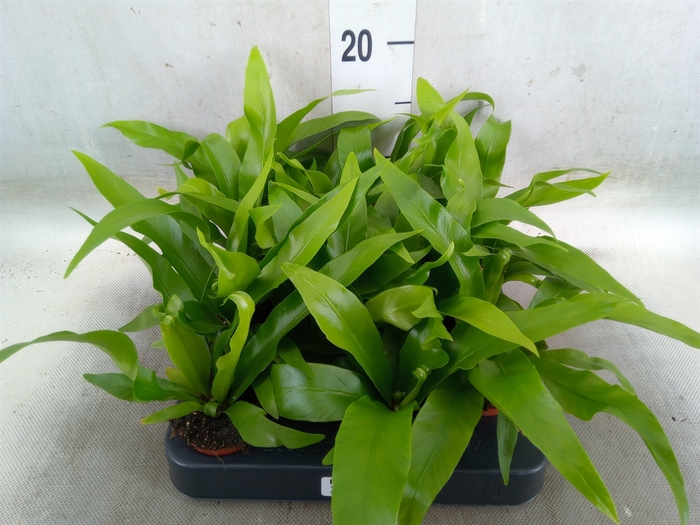 <h4>Asplenium antiquum</h4>