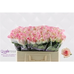 R Gr Sorbet Avalanche